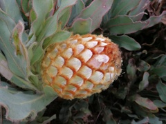 Protea holosericea