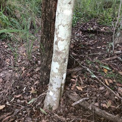 Cupaniopsis parvifolia