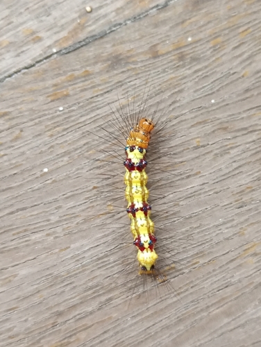 Calodesma quadrimaculata