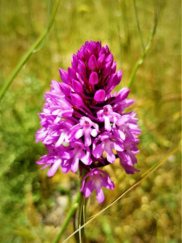 pyramidal orchid