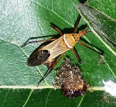 Zelus grassans