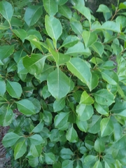 Auranticarpa rhombifolia