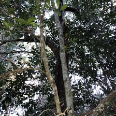 Cupaniopsis parvifolia