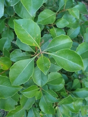 Auranticarpa rhombifolia