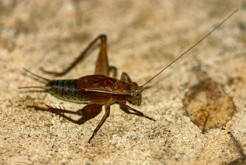 Pseudolebinthus