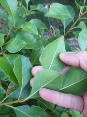 Auranticarpa rhombifolia