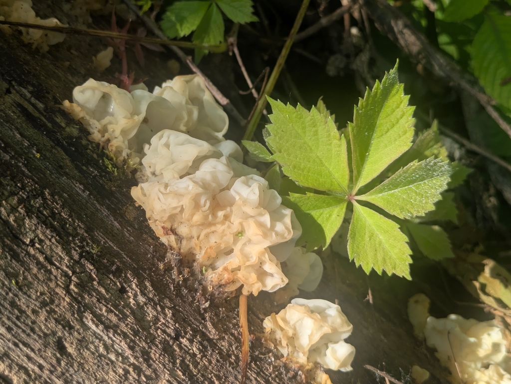white jelly fungus · June 2026 · photo: Photo: no rights reserved · iNaturalist