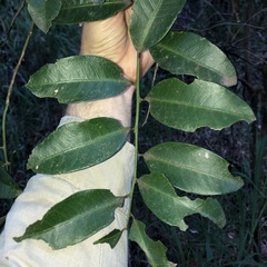 Capparis arborea