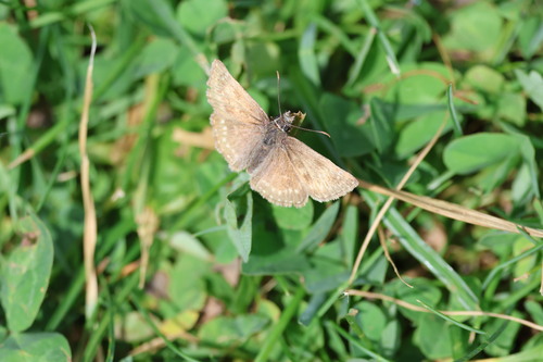 Dingy Skipper