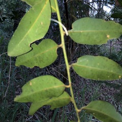 Capparis arborea