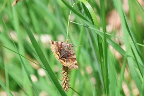 Burnet Companion