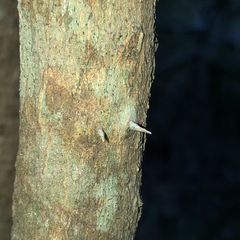 Capparis arborea