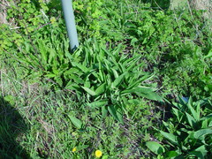 Symphytum × uplandicum