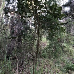 Capparis arborea