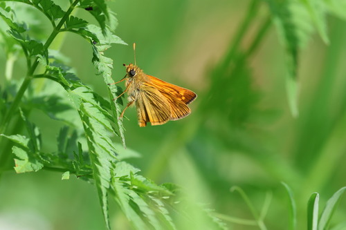 Large Skipper