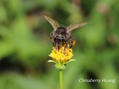 Bombus trifasciatus