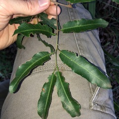 Cupaniopsis parvifolia