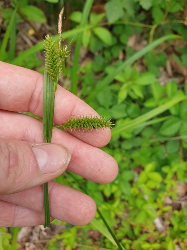 Carex planiculmis iNat (2)