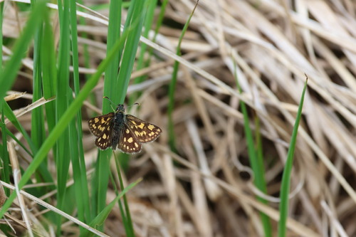 Chequered Skipper
