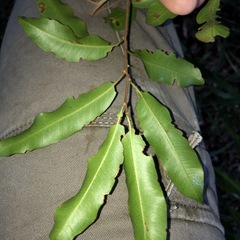 Cupaniopsis parvifolia