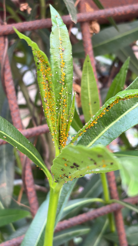 Oleander Aphid