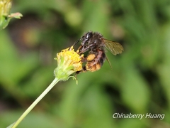 Bombus trifasciatus
