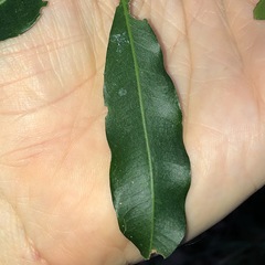 Cupaniopsis parvifolia