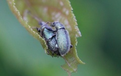 Phyllobius betulinus