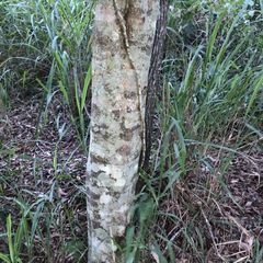 Cupaniopsis parvifolia