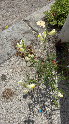 Sicilian Snapdragon