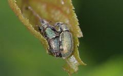 Phyllobius betulinus