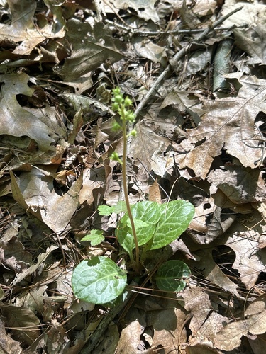 American wintergreen