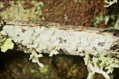 Pertusaria pertractata