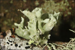 Ramalina inflata