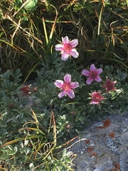 Potentilla nitida