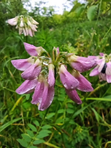 purple crownvetch