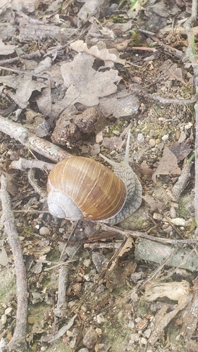 Roman Snail