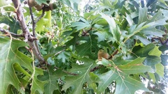 Quercus
