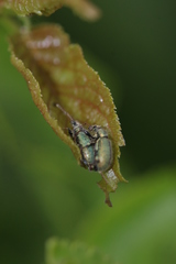 Phyllobius betulinus