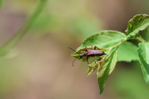 Anastrangalia dubia