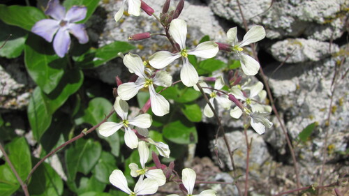 Raphanus raphanistrum iNat (1)
