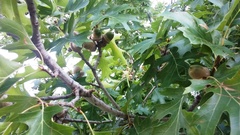 Quercus