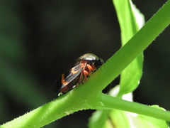 Okiscarta uchidae