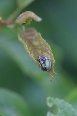 Phyllobius betulinus