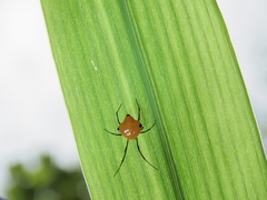 Argyrodes miniaceus