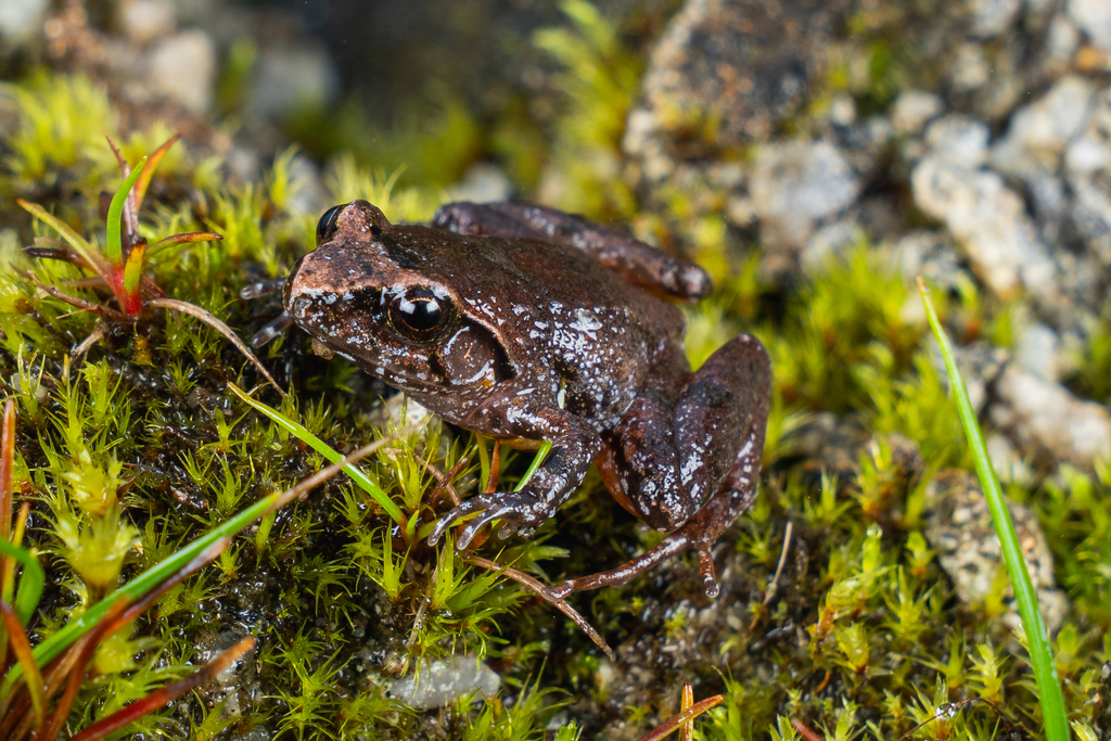 Xizang Eastern Frog