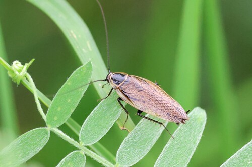 Forest Cockroach