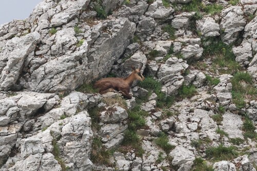 Northern Chamois