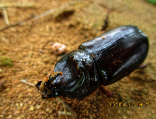 Oryctes owariensis