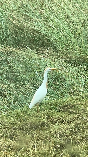 Western Cattle-Egret